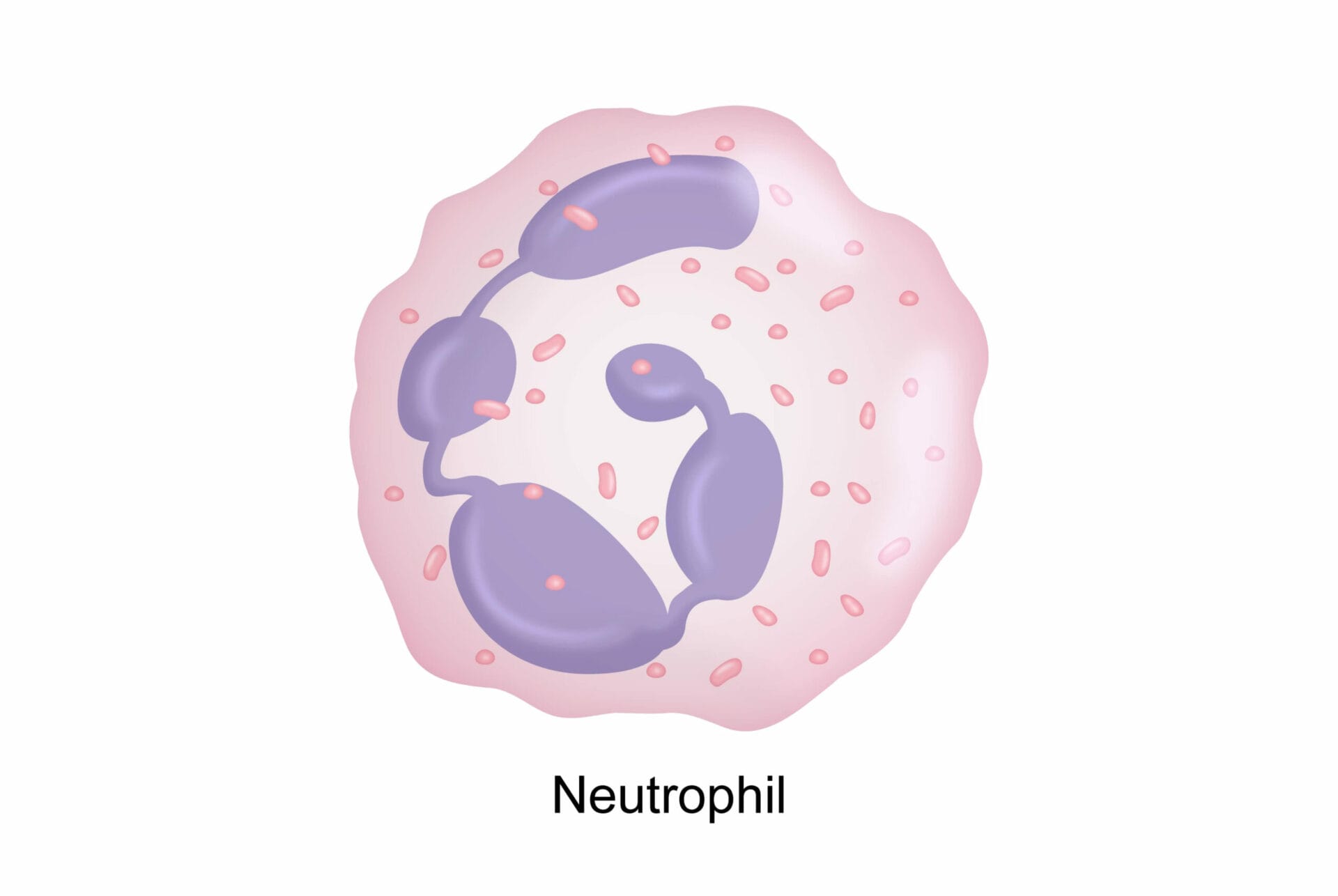 Absolute Neutrophil Count Blood Test In Gurgaon